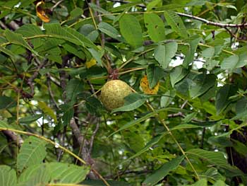 Black Walnut (Juglans nigra)