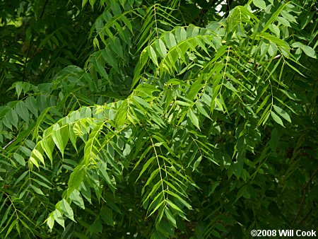 Black Walnut (Juglans nigra)