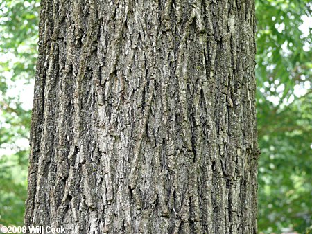 Black Walnut (Juglans nigra)