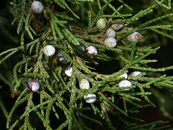 Southern Redcedar (Juniperus virginiana var. silicicola)