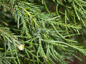 Southern Redcedar (Juniperus virginiana var. silicicola)