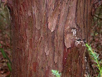 Southern Redcedar (Juniperus virginiana var. silicicola)