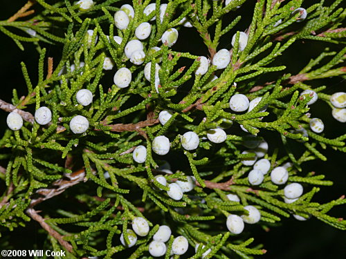 Southern Redcedar (Juniperus virginiana var. silicicola)