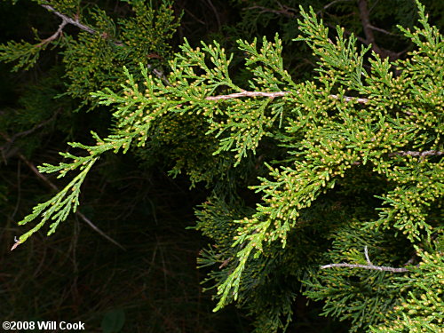 Southern Redcedar (Juniperus virginiana var. silicicola)