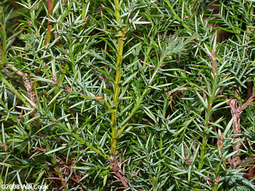 Southern Redcedar (Juniperus virginiana var. silicicola)