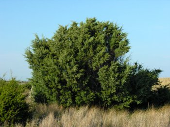 Southern Redcedar (Juniperus virginiana var. silicicola)