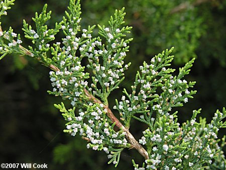 Southern Redcedar (Juniperus virginiana var. silicicola)