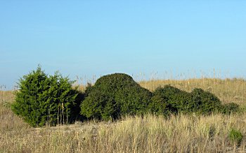 Southern Redcedar (Juniperus virginiana var. silicicola)