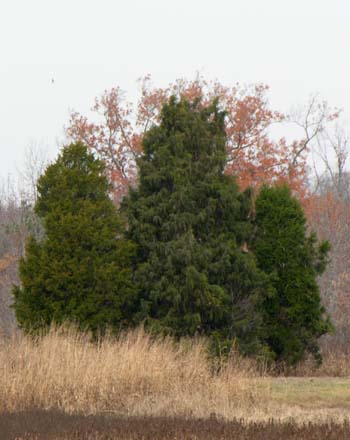 Eastern Redcedar (Juniperus virginiana)