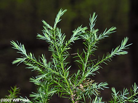 Eastern Redcedar (Juniperus virginiana)