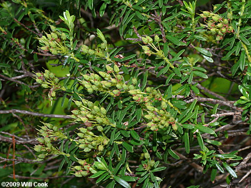 Sand-myrtle (Leiophyllum buxifolium)