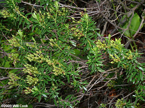 Sand-myrtle (Leiophyllum buxifolium)