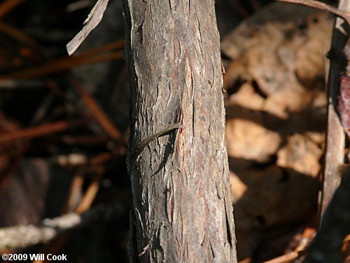 Sand-myrtle (Leiophyllum buxifolium)