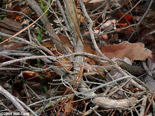 Sand-myrtle (Leiophyllum buxifolium)