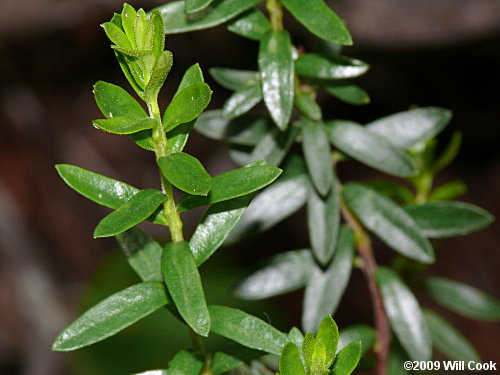 Sand-myrtle (Leiophyllum buxifolium)