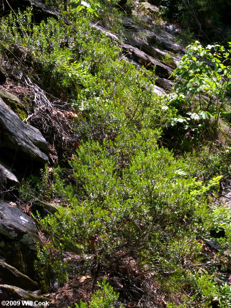 Sand-myrtle (Leiophyllum buxifolium)