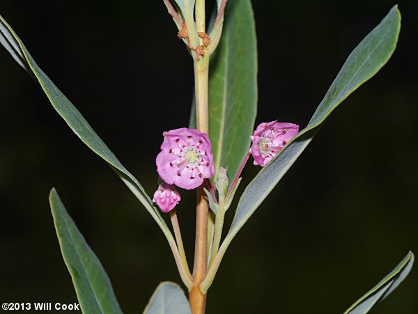 Carolina-Laurel (Kalmia carolina)