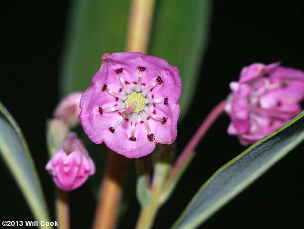 Carolina-Laurel (Kalmia carolina)