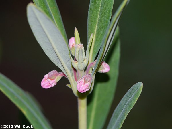 Carolina-Laurel (Kalmia carolina)