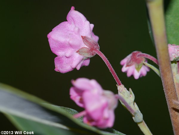 Carolina-Laurel (Kalmia carolina)