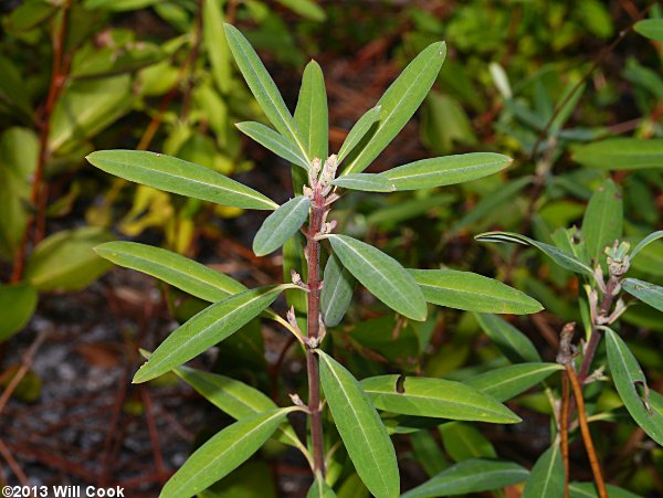 Carolina-Laurel (Kalmia carolina) leaves