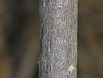 Carolina-Laurel (Kalmia carolina)