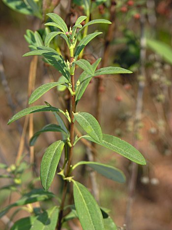 Carolina-Laurel (Kalmia carolina)