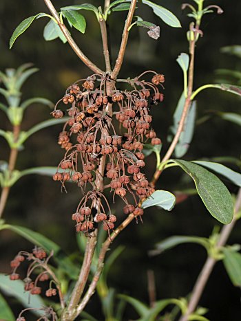 Carolina-Laurel (Kalmia carolina)