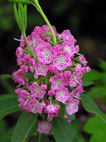 Carolina-Laurel (Kalmia carolina)