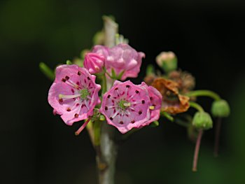 Carolina-Laurel (Kalmia carolina)