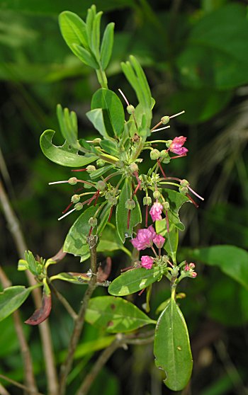 Carolina-Laurel (Kalmia carolina)