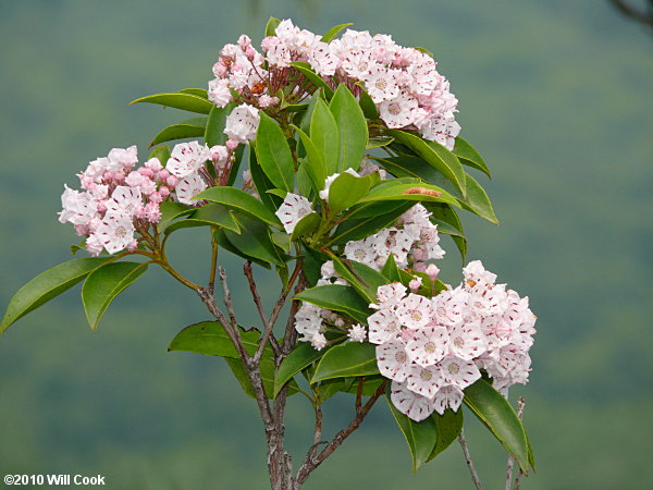 Mountain-Laurel (Kalmia latifolia)