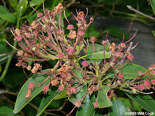 Mountain-Laurel (Kalmia latifolia)