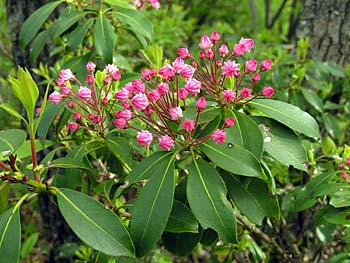 Mountain-Laurel (Kalmia latifolia)