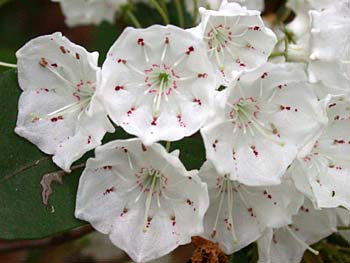 Mountain-Laurel (Kalmia latifolia)