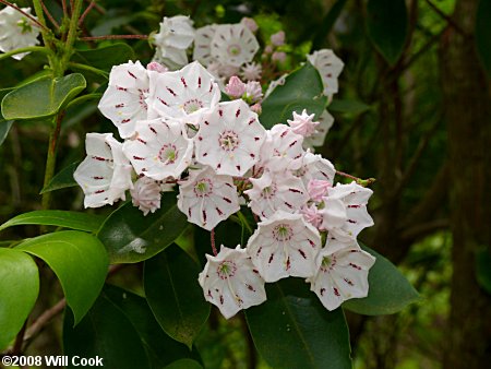 Mountain-Laurel (Kalmia latifolia)