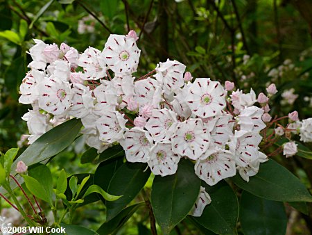 Mountain-Laurel (Kalmia latifolia)