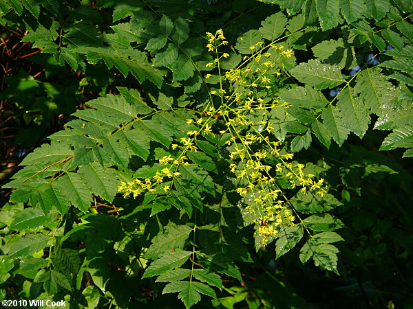 Golden Rain Tree (Koelreuteria paniculata)