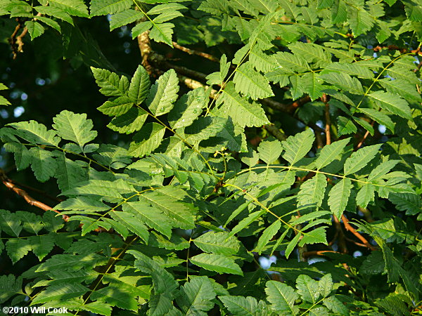 Golden Rain Tree (Koelreuteria paniculata)