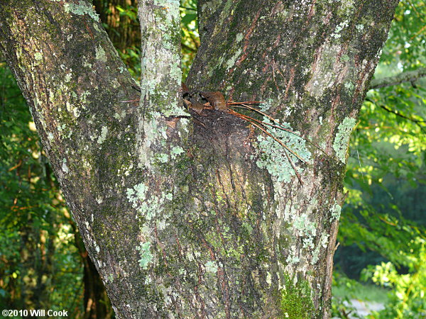 Golden Rain Tree (Koelreuteria paniculata) bark