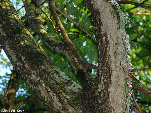 Golden Rain Tree (Koelreuteria paniculata) bark