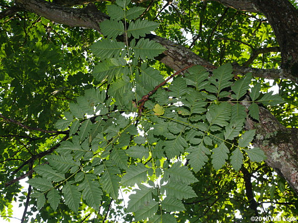 Golden Rain Tree (Koelreuteria paniculata)