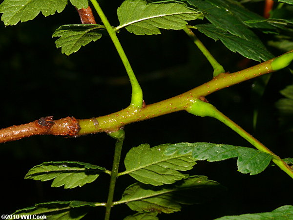 Golden Rain Tree (Koelreuteria paniculata)