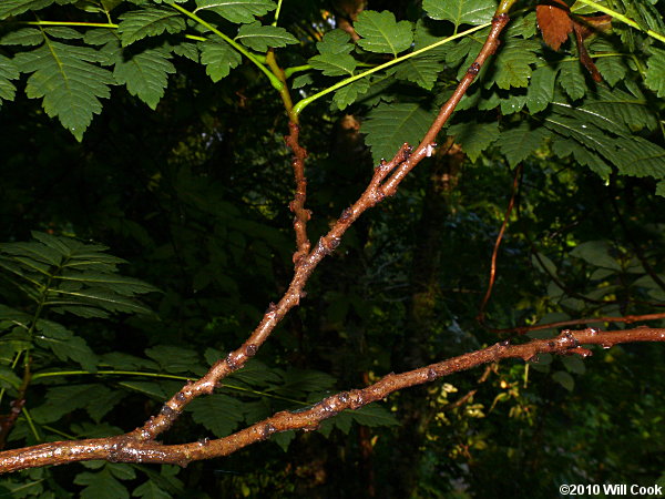 Golden Rain Tree (Koelreuteria paniculata)