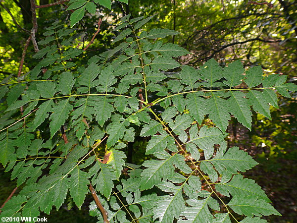 Golden Rain Tree (Koelreuteria paniculata)