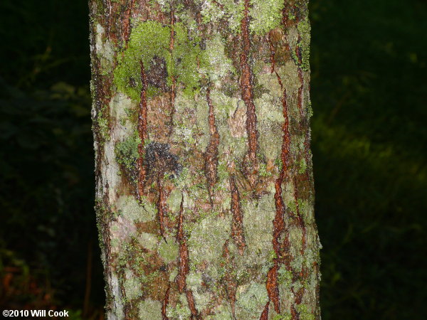 Golden Rain Tree (Koelreuteria paniculata) bark