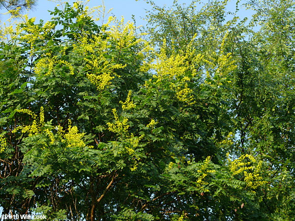 Golden Rain Tree (Koelreuteria paniculata)
