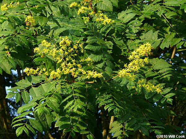 Golden Rain Tree (Koelreuteria paniculata)