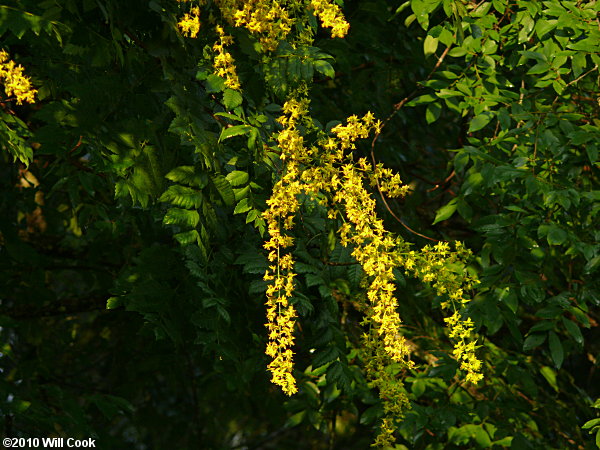 Golden Rain Tree (Koelreuteria paniculata)