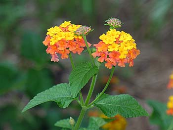 Lantana (Lantana camara)